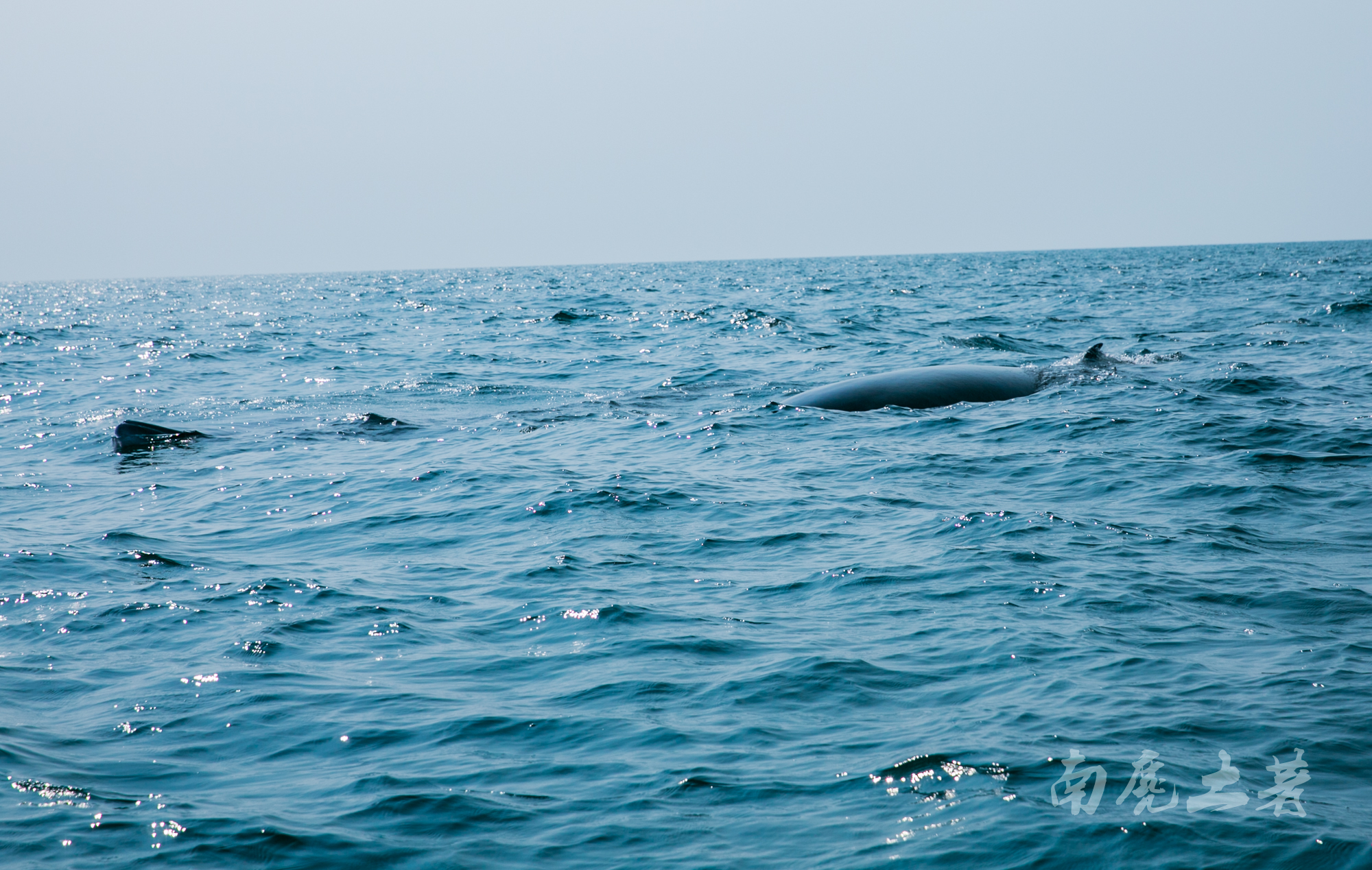 鎶栭煶缃戠孩椴搁奔,椴搁奔缃戠孩