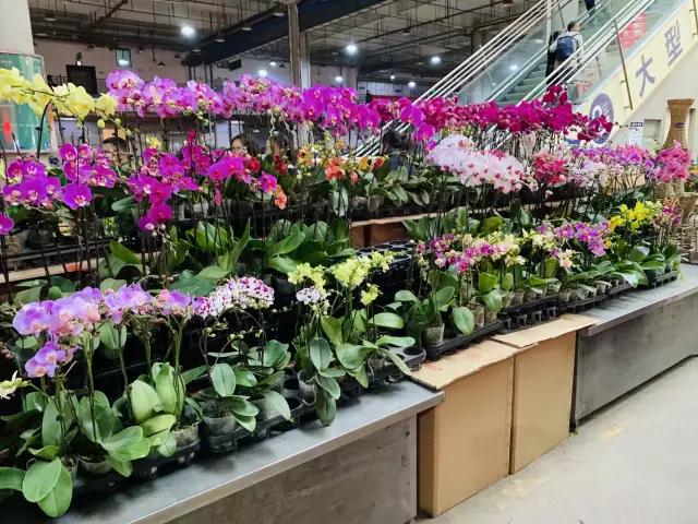 昆明是浪漫又土豪的城市,昆明是个很浪漫的城市