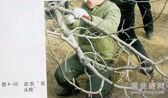 苹果树傻瓜式修剪技术详解,桃树傻瓜式修剪技术