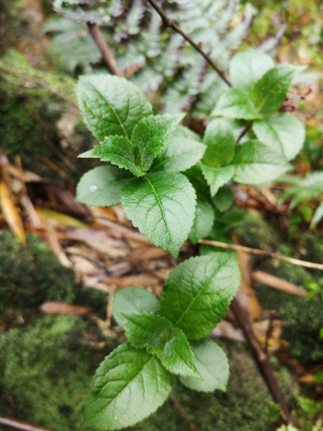 竹林深处探宝——只为了那一棵黄精