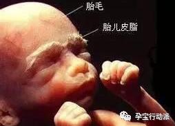 孕期记录第6周,孕期周刊第14周