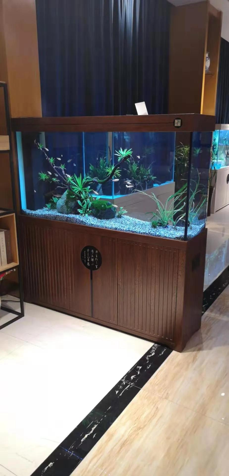 可丽爱鱼缸推荐,可丽爱鱼缸寿命