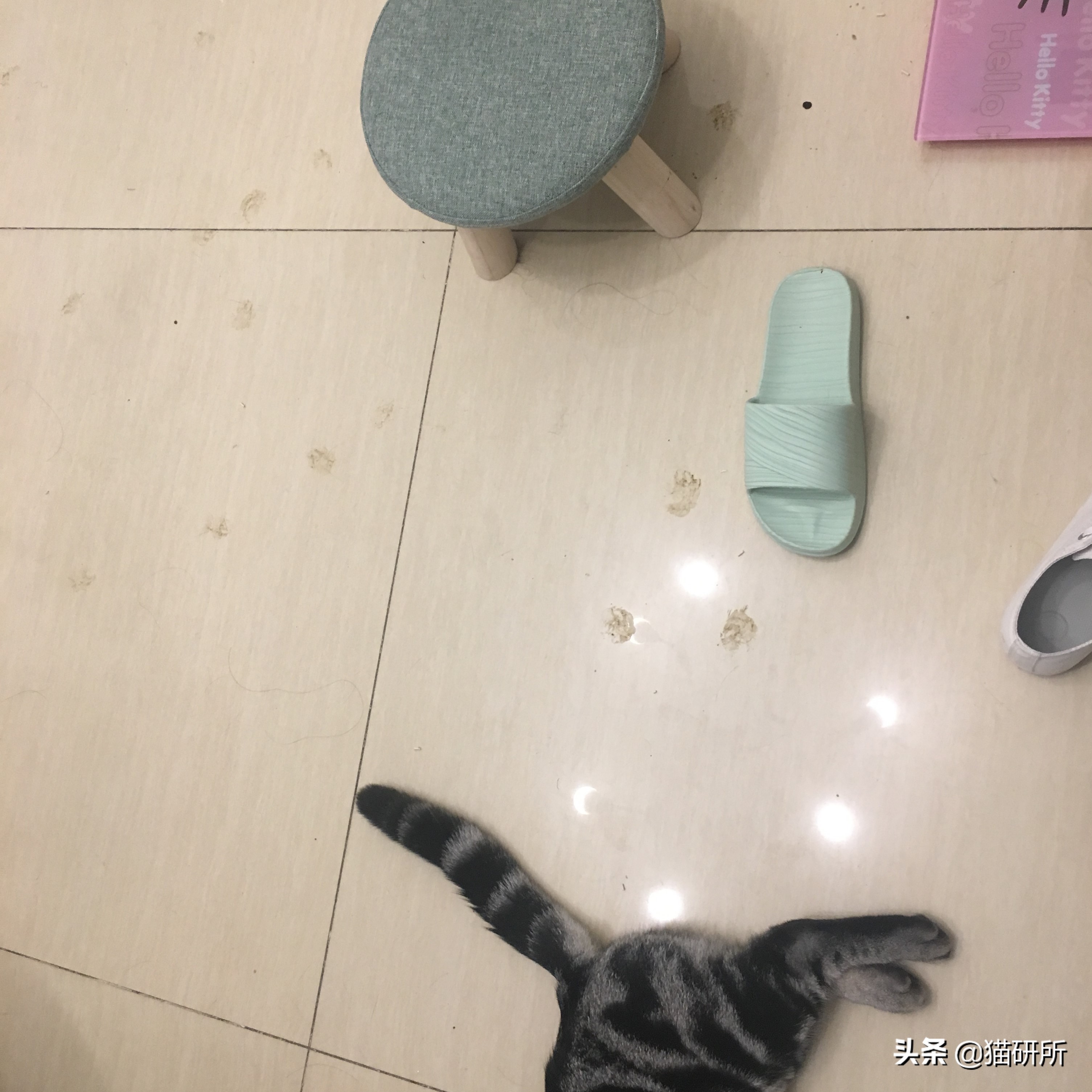 猫咪的脚丫子总是猫屎味 (为啥猫咪脚丫子臭)
