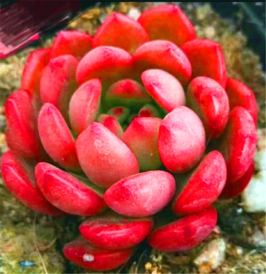 多肉红宝石的十大忌讳,多肉红宝石怎么才发红