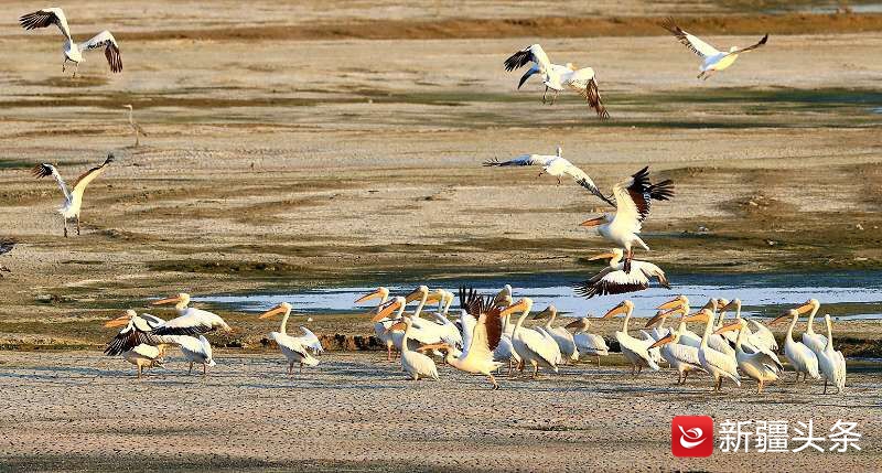 塔城鸟踪：白鹈鹕吃鱼讲究仪式感