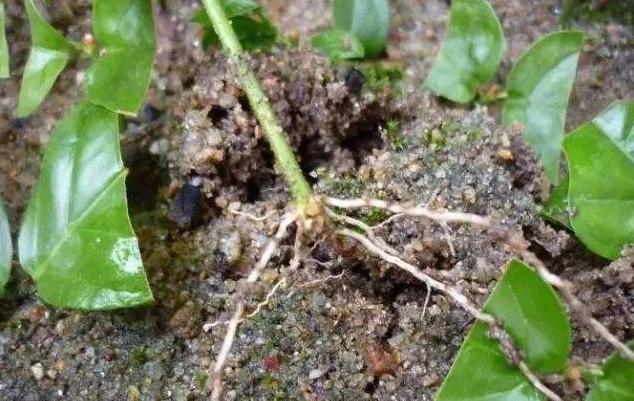 茉莉花不泡生根粉的扦插方法,茉莉花扦插多久可以生根