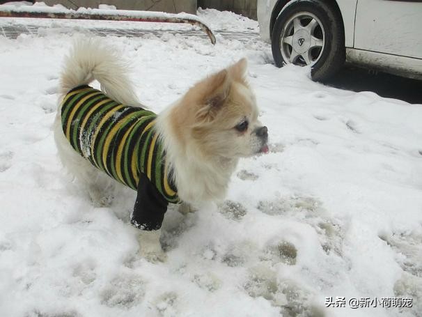 狗狗吐黄色液体也没精神,怎么判断狗狗是肠胃炎还是胰腺炎