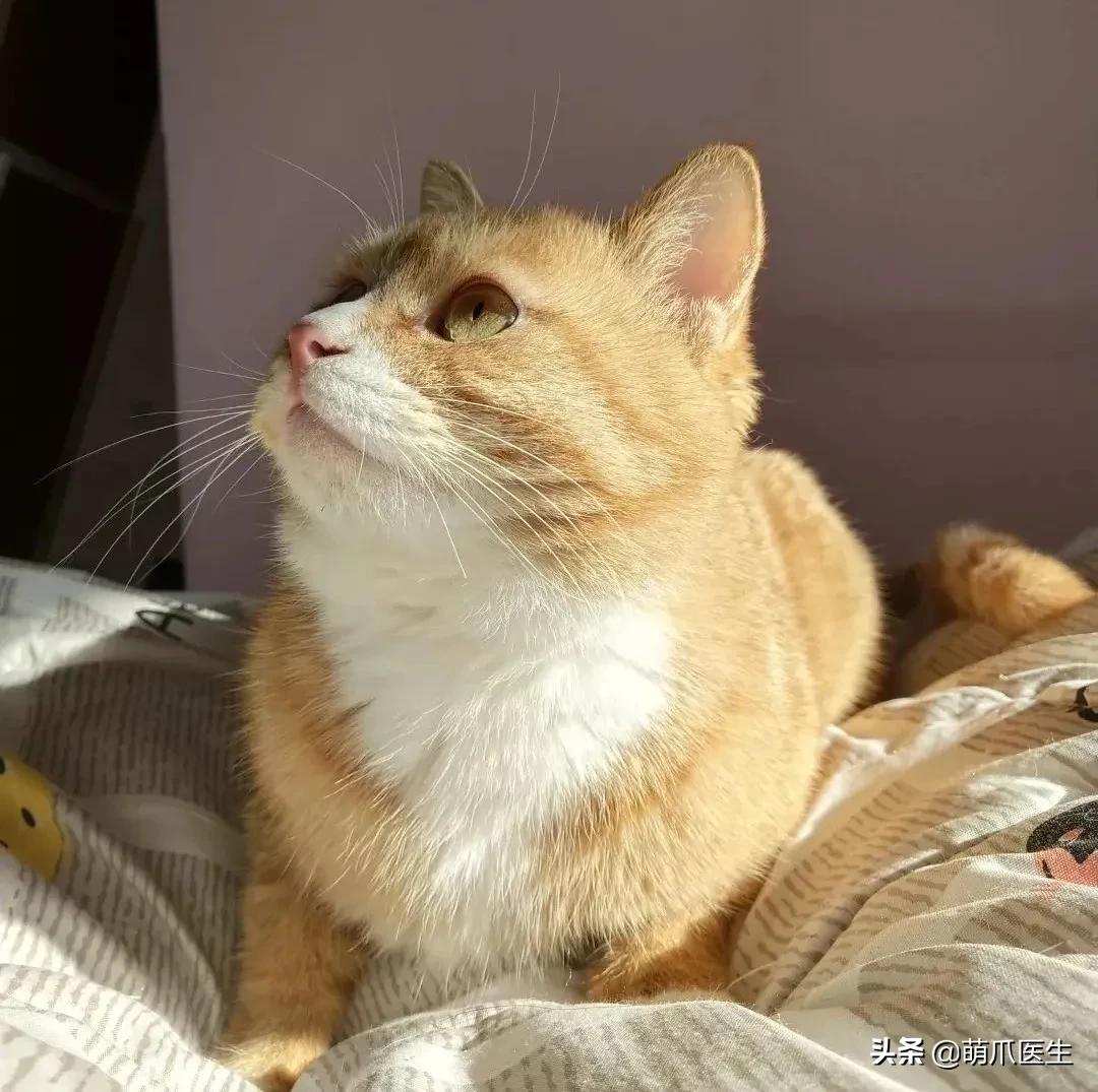 猫味道大是为什么,猫的味道和气味有什么区别