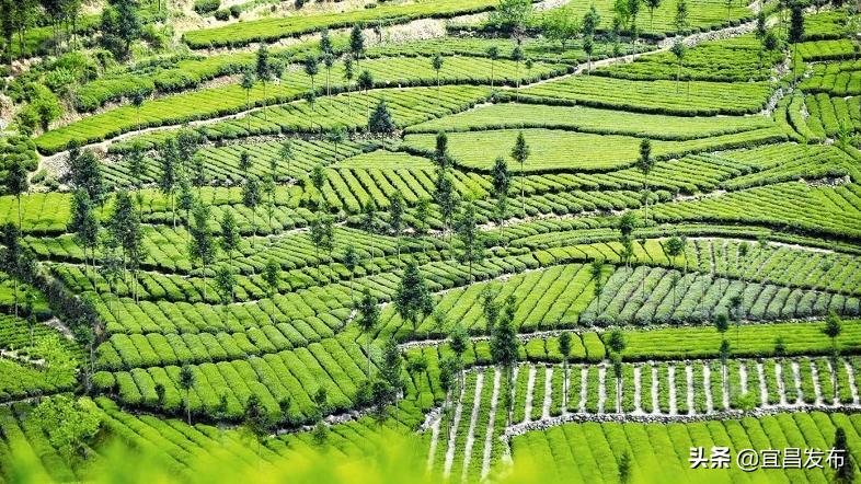 2021宜昌春季休闲农业精品线路公布！