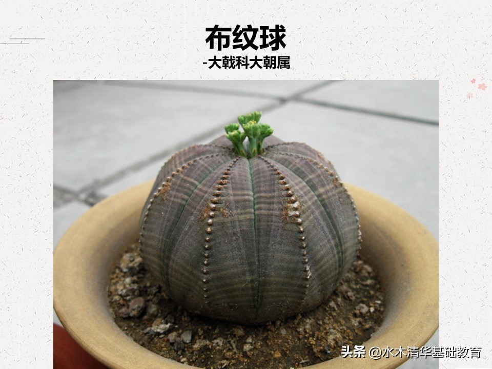 梦幻女王多肉植物百科图谱,原产地多肉植物图谱pdf