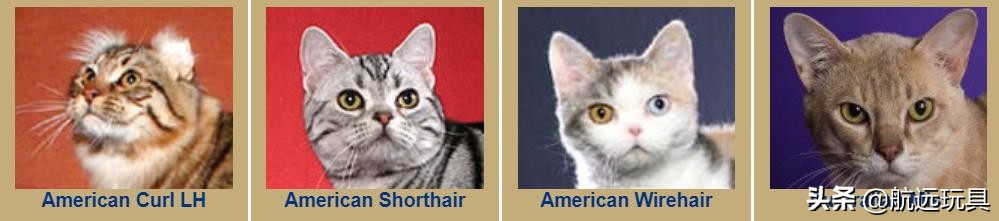 国际权威机构对猫咪的最全分类,猫咪分类大全