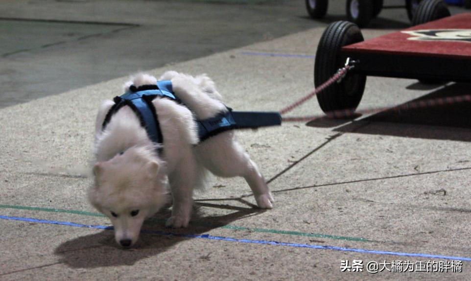 微笑天使萨摩耶好养吗,微笑天使萨摩耶大概多少钱一只