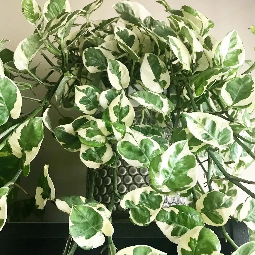 叶片翠绿的10种盆栽,叶子有斑点的观叶植物