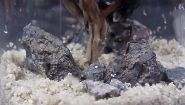 莫斯树到底好不好,莫斯树是什么