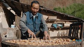 秦岭核桃避坑,秦岭山区致富项目