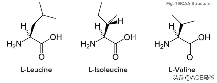 瞧那肌肉，都是喝蛋*粉白**的！一脸懵逼
