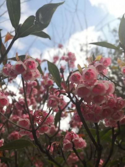 正是春花烂漫时诗句,正是春花烂漫时古诗