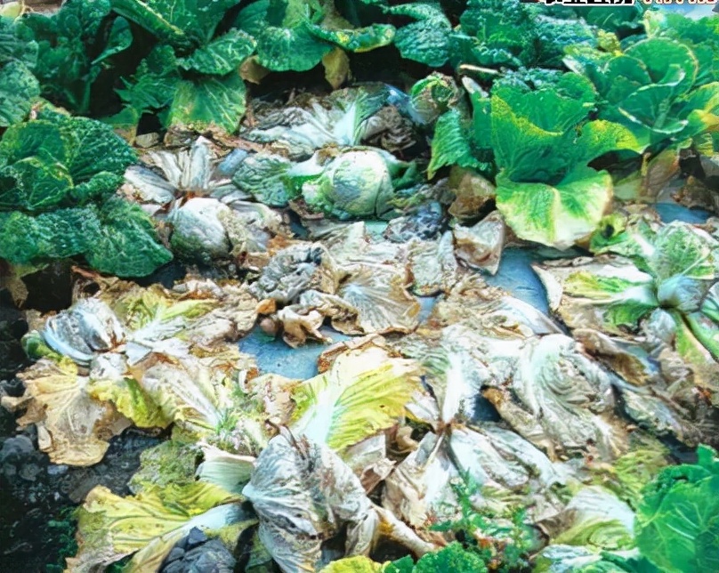 大白菜未成熟又腐烂怎么办,大白菜软腐病症状怎么治