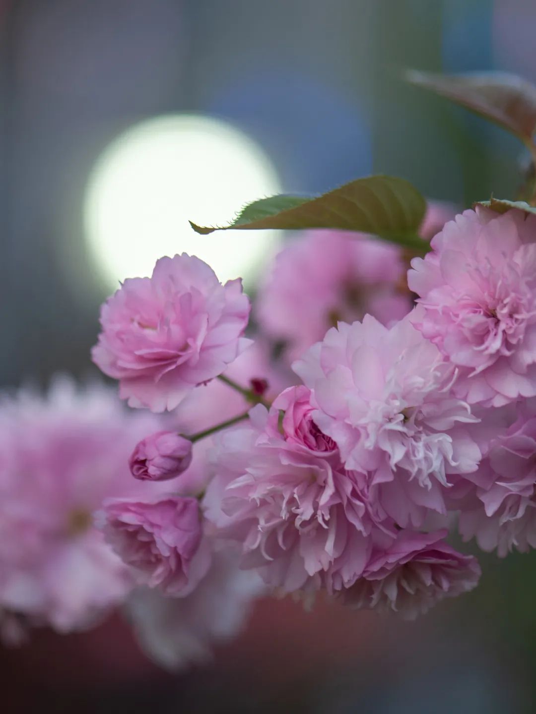 成都哪里的绿道最好,成都绿道最好的地方