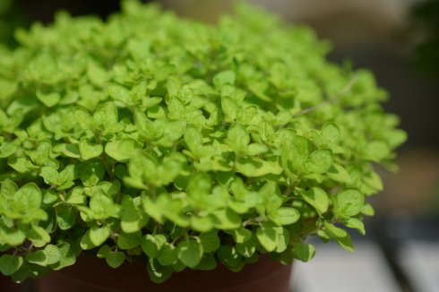 西餐常用的十三种香草介绍大全,西餐中常用的15种香料和香草