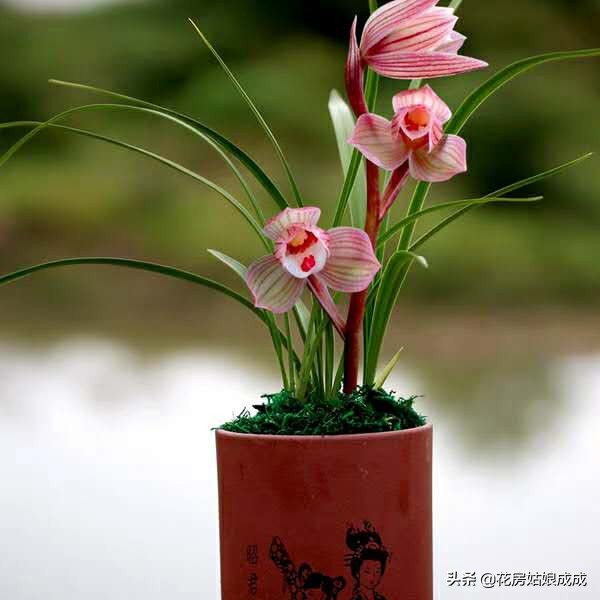 兰花叶尖发黑怎么处理最好,兰花叶尖发黑是何原因怎么处理