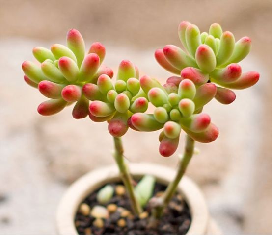 最值得买的多肉品种,包邮最漂亮多肉