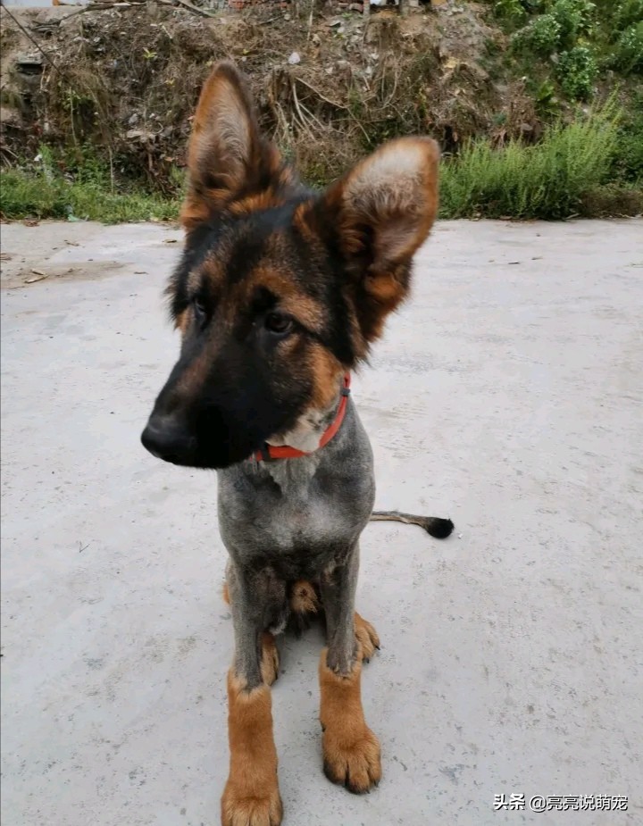 主人给狗狗剪的新造型,主人给狗剪新造型视频