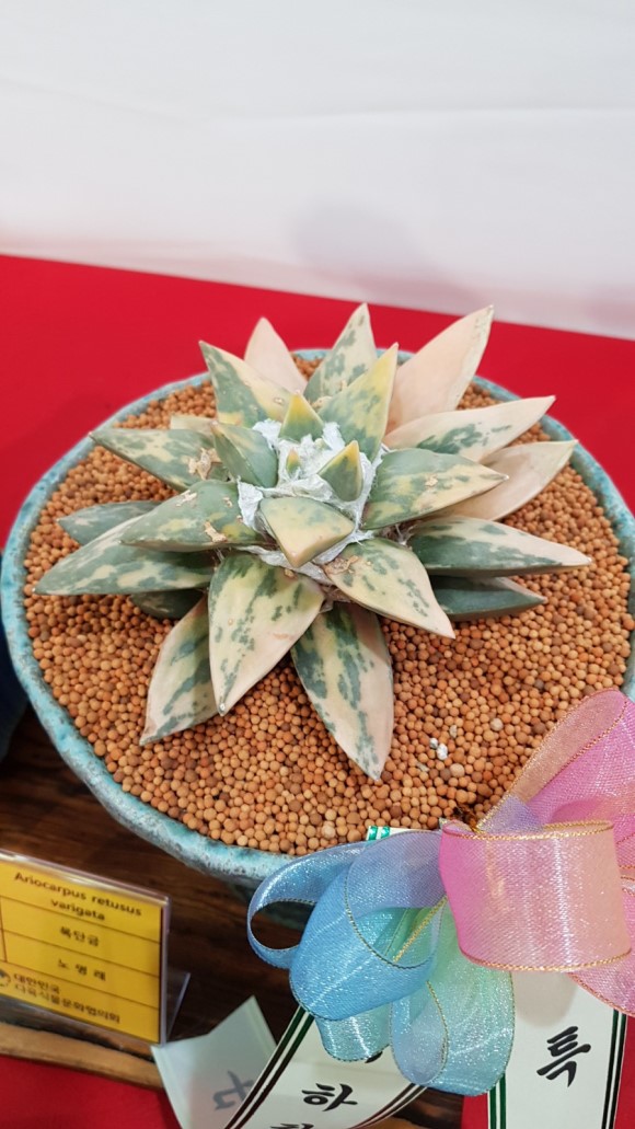 多肉欣赏桃美人,多肉植物欣赏