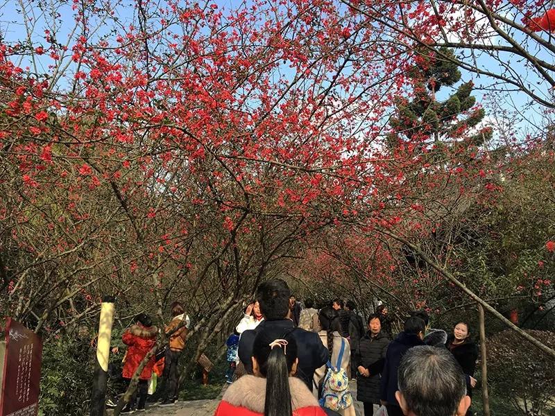 2020年4月成都双流赏花地点,双流踏青赏花地