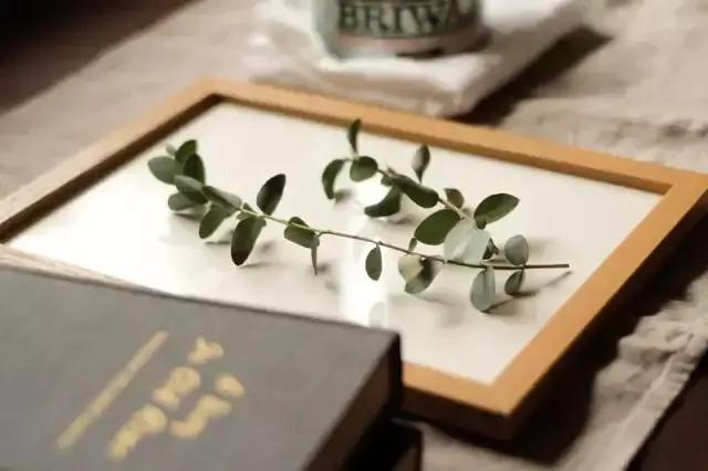 如何制作植物标本书,用小麻薯圆标本做手账