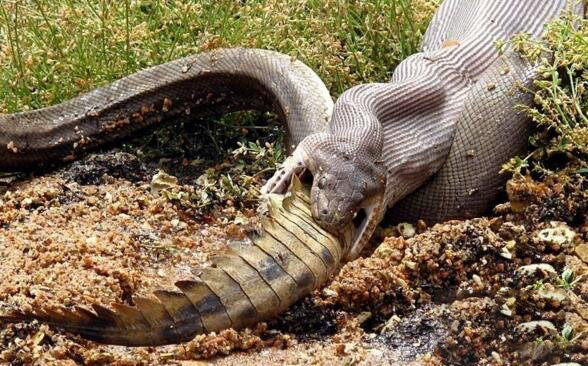 40斤大蟒蛇潜入村民养殖场,60斤巨蟒可以吞下人吗