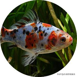 为什么金鱼有各种各样的颜色,金鱼有一条花色的好吗