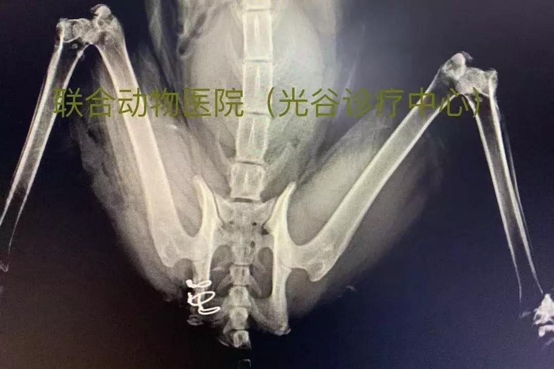猫咪狗狗骨折了怎么办？扒一扒宠物“骨子里”的那些事
