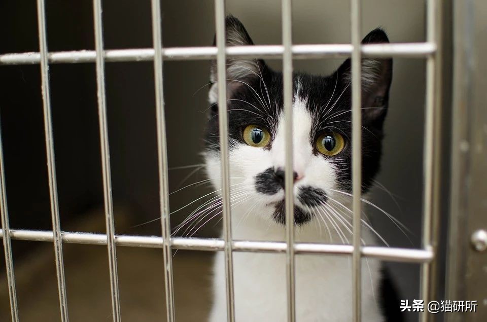 猫癣不好上药,猫癣一直不好越来越多