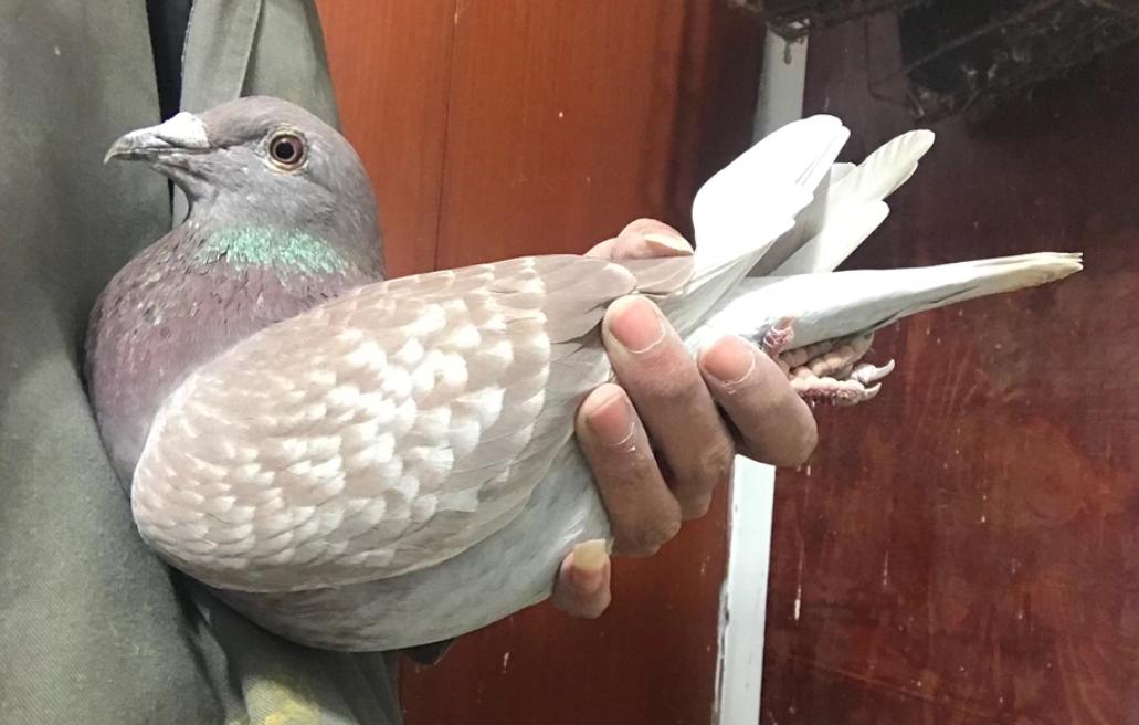 鸽舍里的鸽窝怎么搭,鸽舍内部巢箱摆放位置