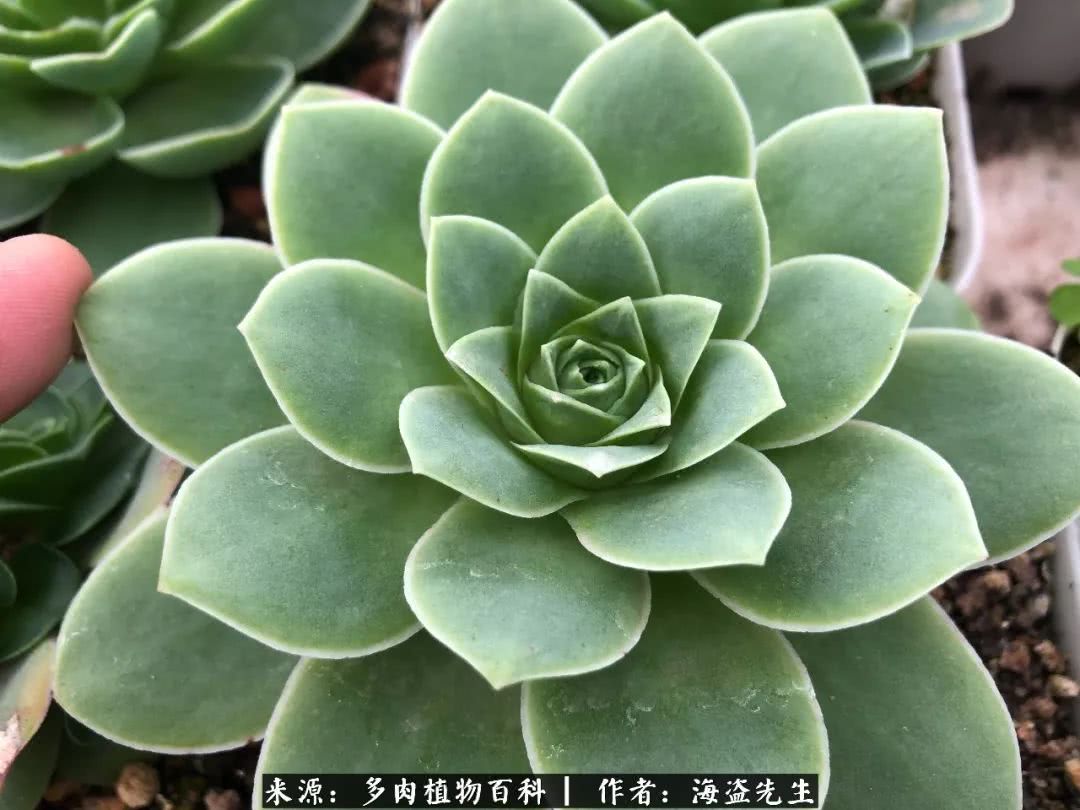 介绍多肉生长特点,多肉植物科普讲解图片视频