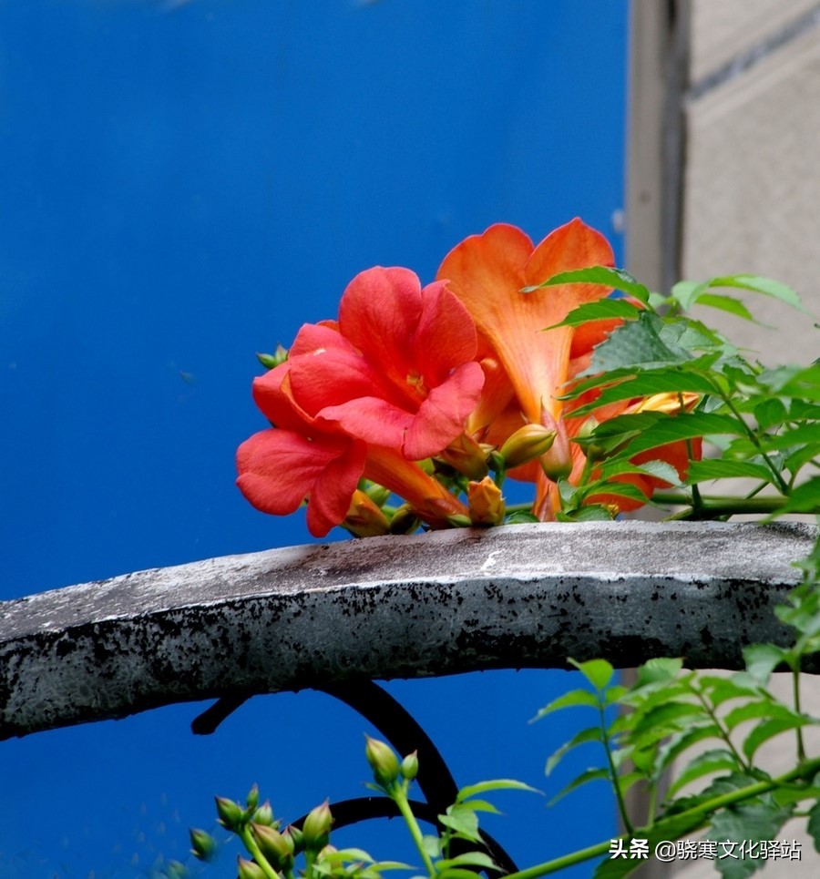 致橡树舒婷原文经典句子,《致橡树》舒婷原文朗读