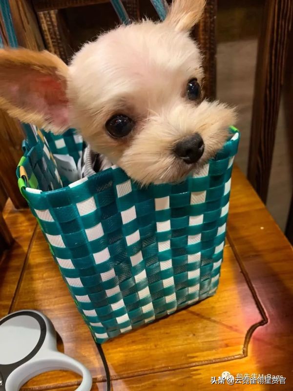 好看又大的宠物包,超好看的宠物包