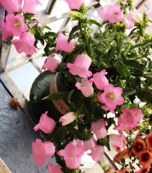 花突然蔫了?你家装修污染可能出问题了!