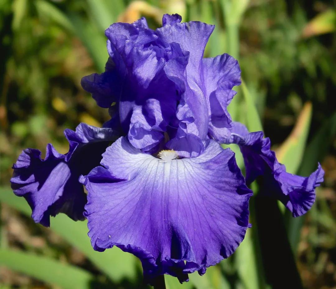 这43个来自世界各地的新品种，快来看看有没有你的菜