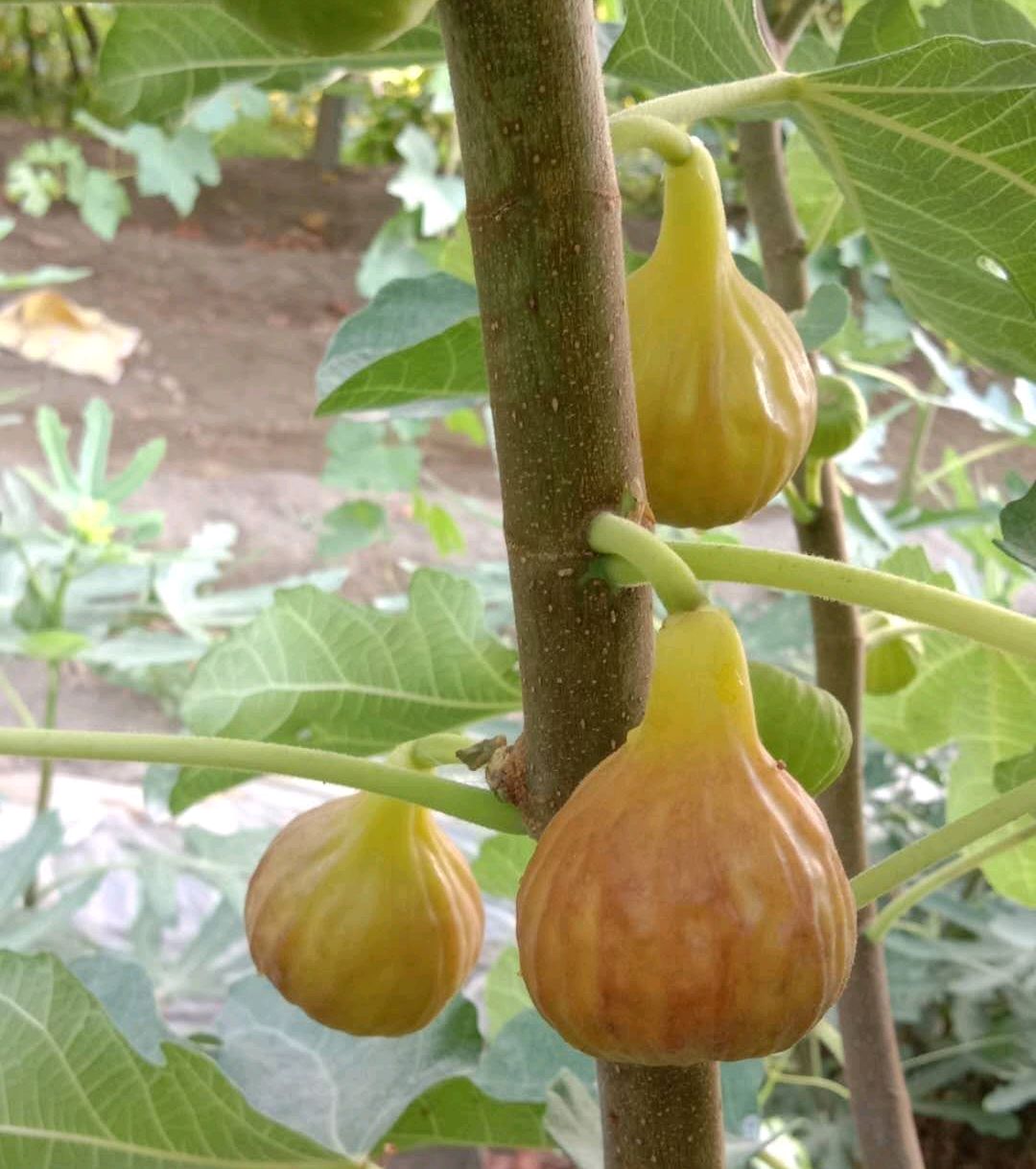 无花果盆栽种植方法和技巧,无花果盆栽种植方法