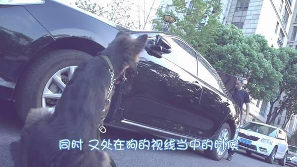 如何训练狗狗跟着主人,训犬师如何训练狗狗坐卧随行