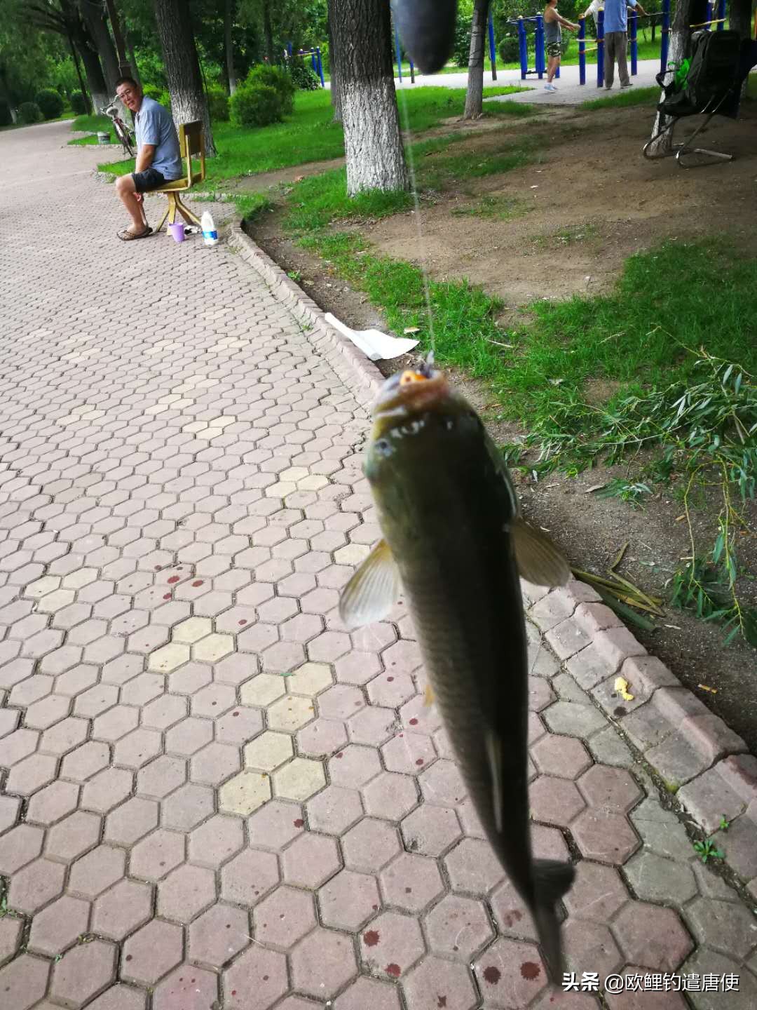 为什么鲤鱼比鲫鱼难钓,为什么鲫鱼这么难咬钩