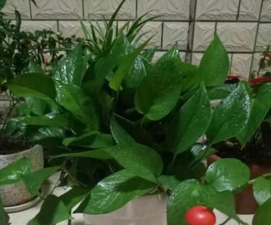 猪骨头熬汤能浇花吗,熬酥的猪骨能当肥料吗