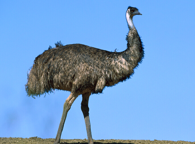 十大珍稀皮料,珍稀皮革