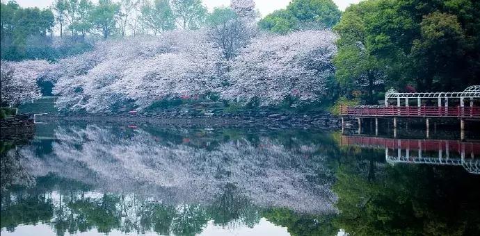 纵豆蔻词工青楼梦好难赋深情出处,纵豆蔻词工青楼梦好难赋深情赏析
