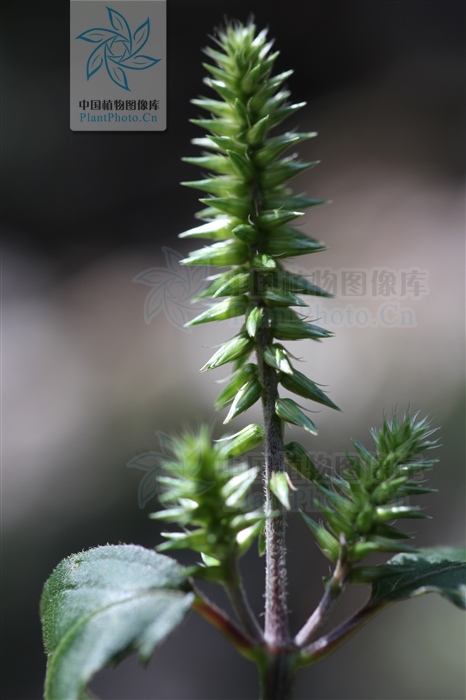 神农本草经中的药材图片,神农本草经高清彩图