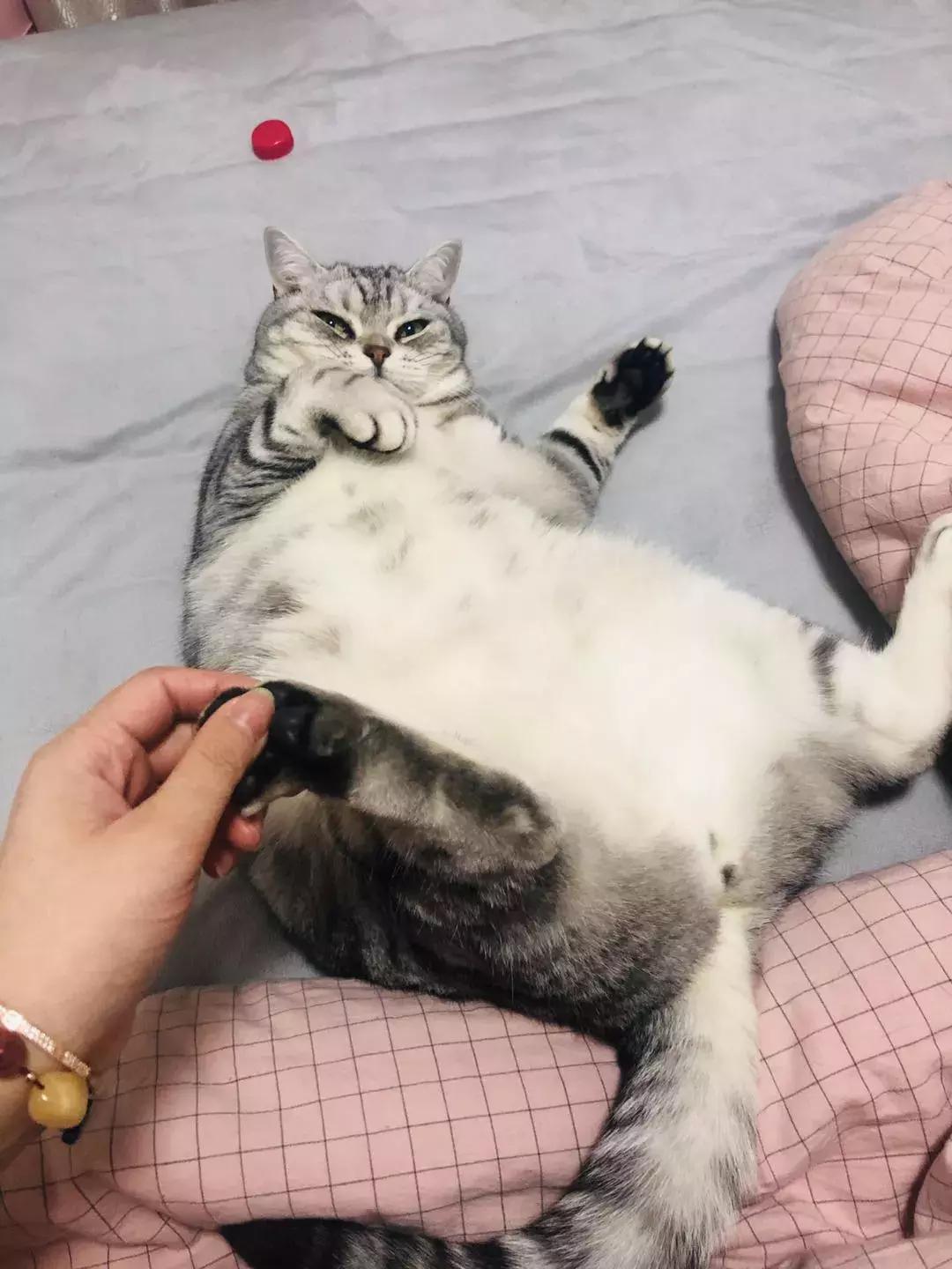 猫咪怪癖,猫咪的100种怪癖