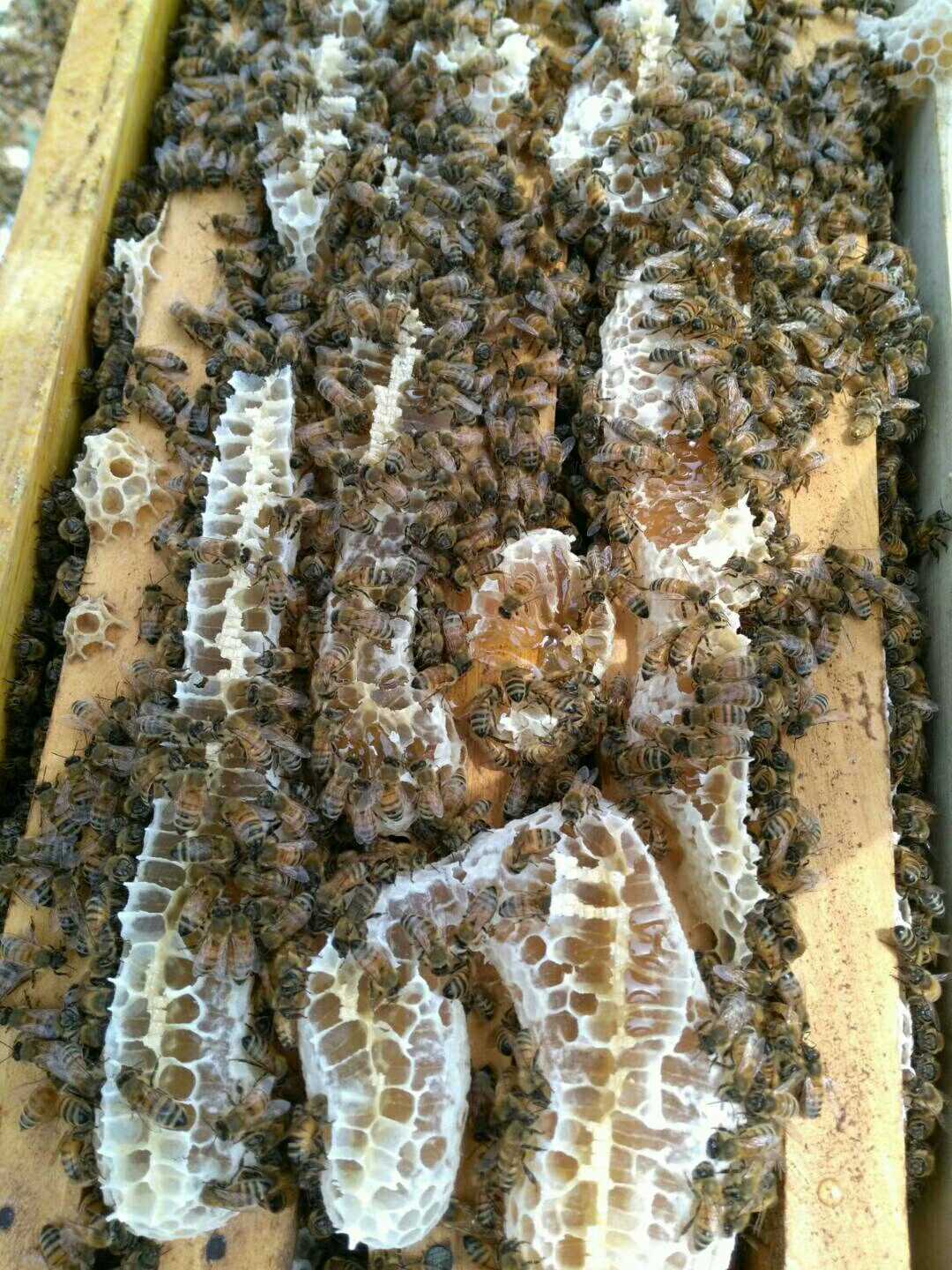 蜜蜂囊状幼虫病特效药,蜜蜂囊状幼虫病如何治疗