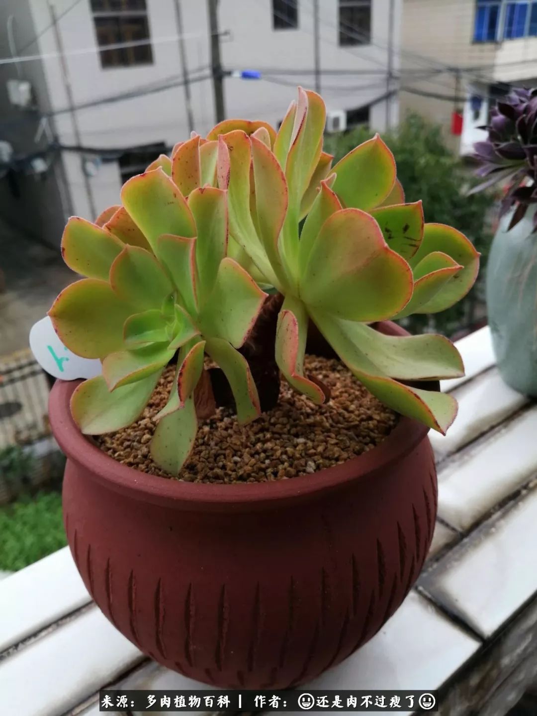 日照弘一法师,日照法师请师父